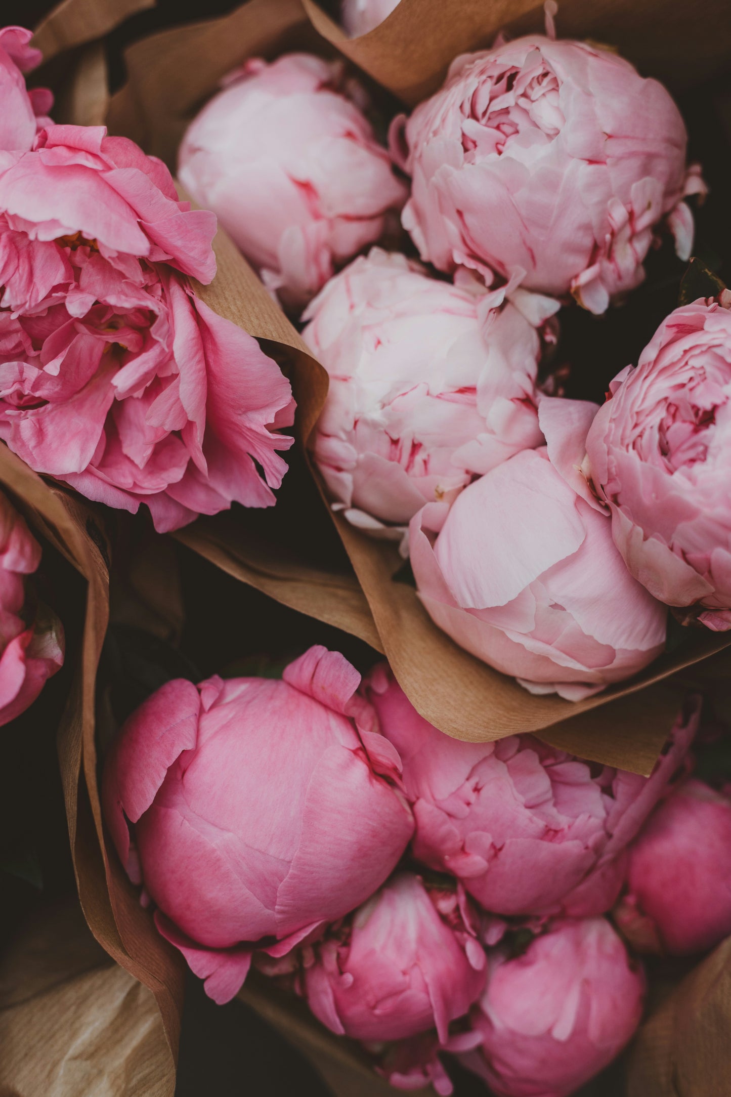 6-Week Peony Subscription