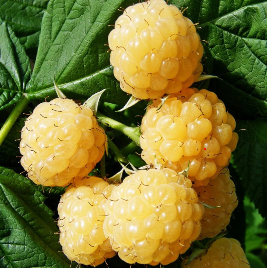 Facts about Gold Raspberries