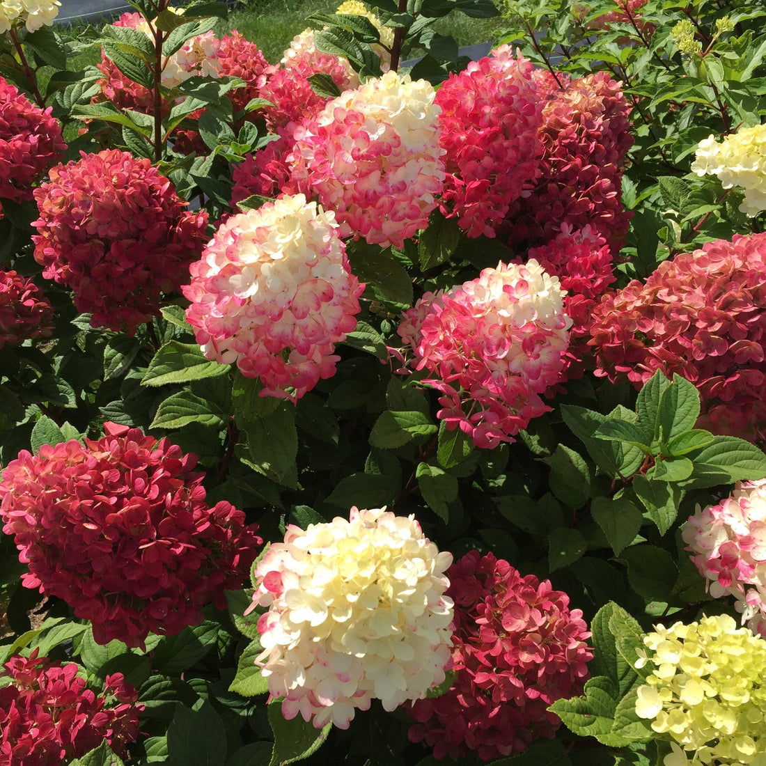Panicle Hydrangeas: ‘Limelight’ & ‘Little Lime Punch’