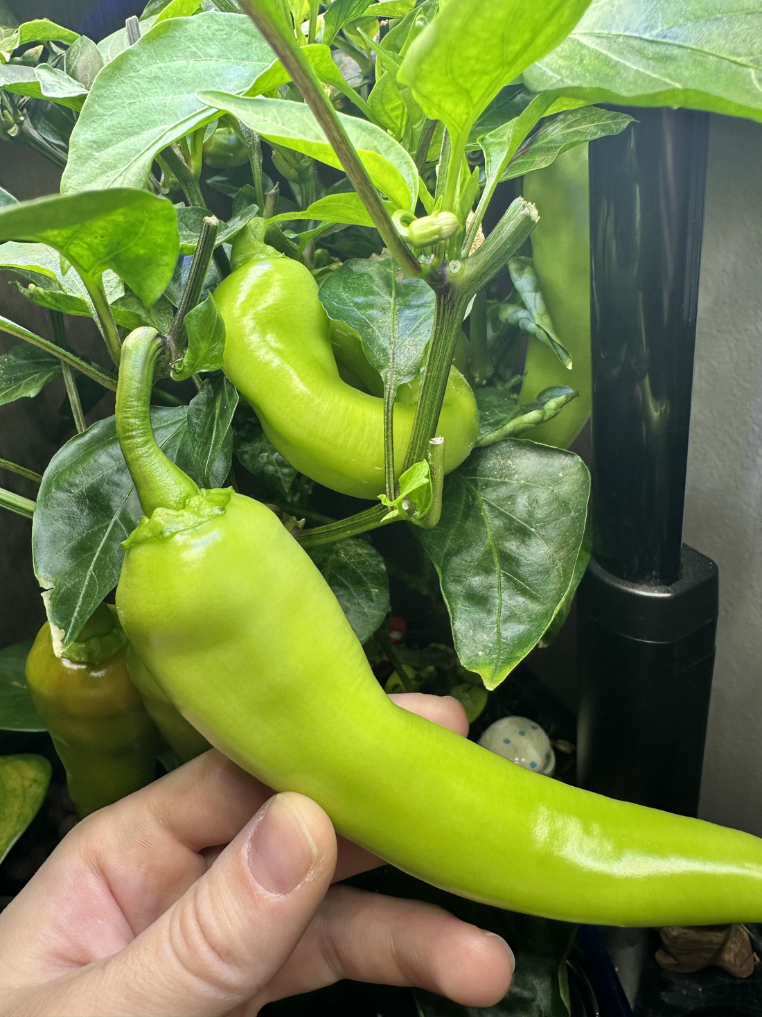 Banana Peppers
