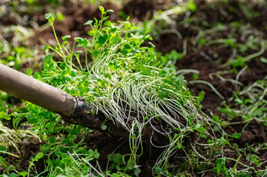 How to Use Living Mulch