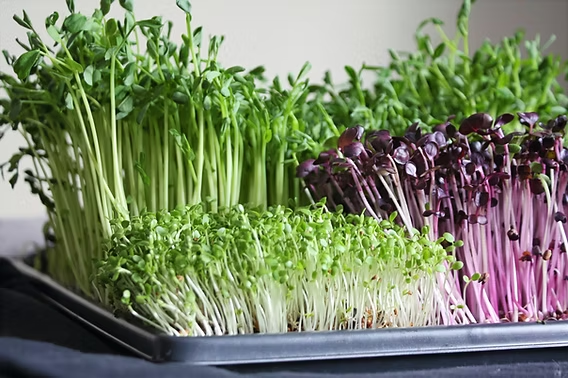 How to Grow & Care for Microgreens