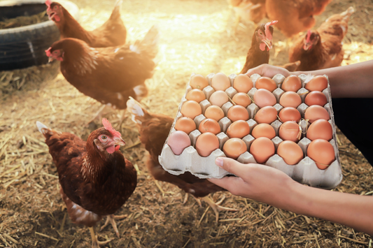 Egg Production Secrets