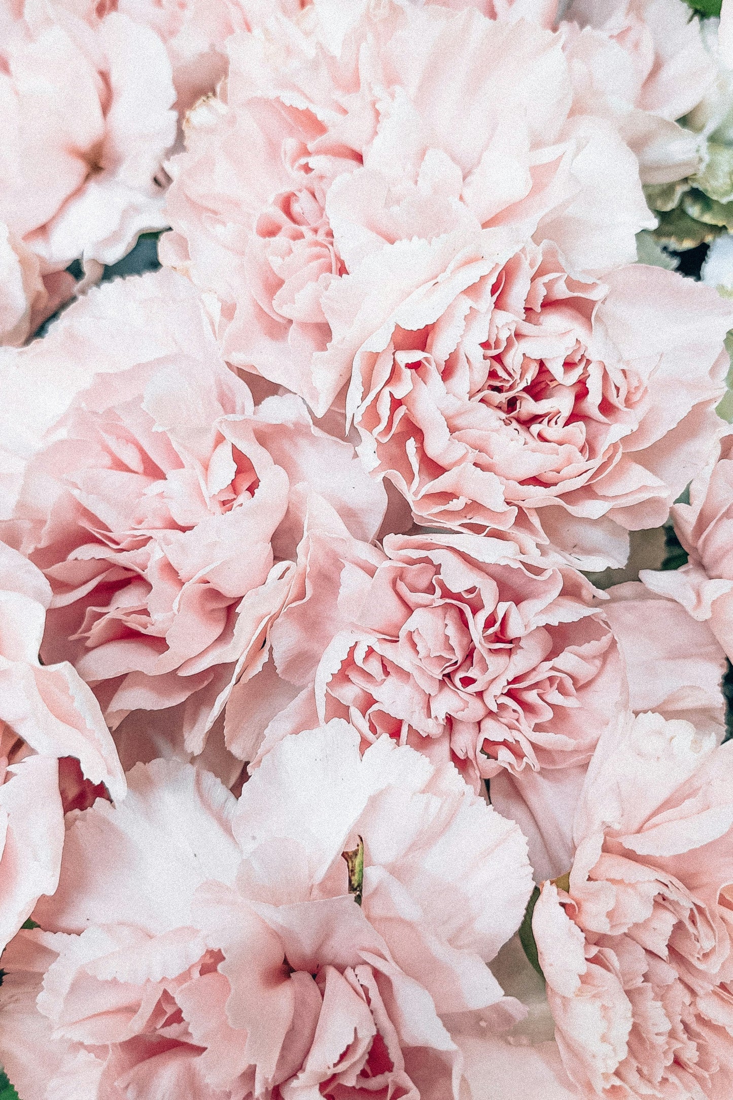 3-Week Peony Subscription